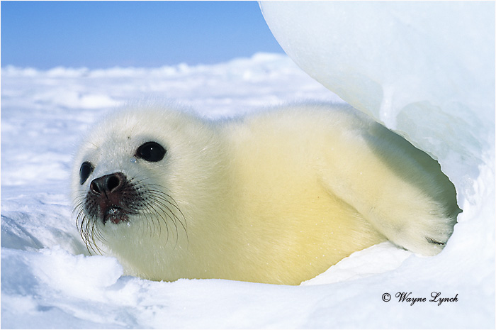 Harp Seal Pup 112 by Dr. Wayne Lynch &copy;